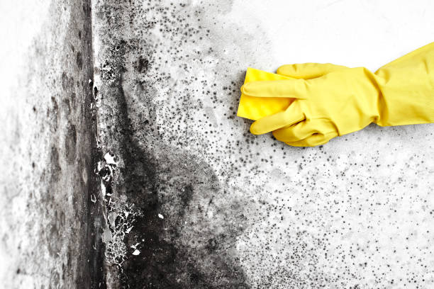 Best Crawl Space Mold Removal  in Winchester, MO
