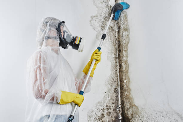 Best Mold Testing and Removal  in Winchester, MO