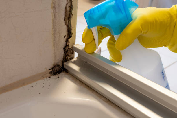 Professional Mold Removal in Winchester, MO