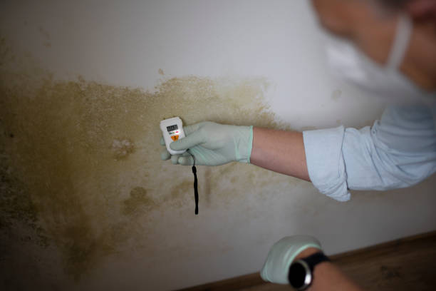 Best Commercial Mold Removal  in Winchester, MO
