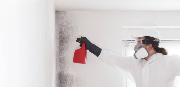 Best Mold Damage Repair  in Winchester, MO