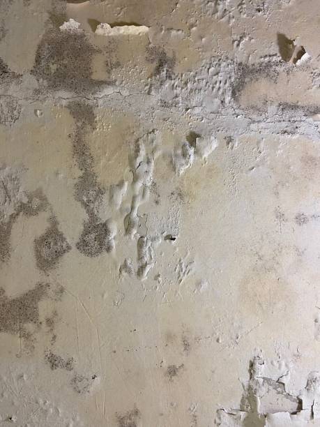 Best Mold Testing  in Winchester, MO