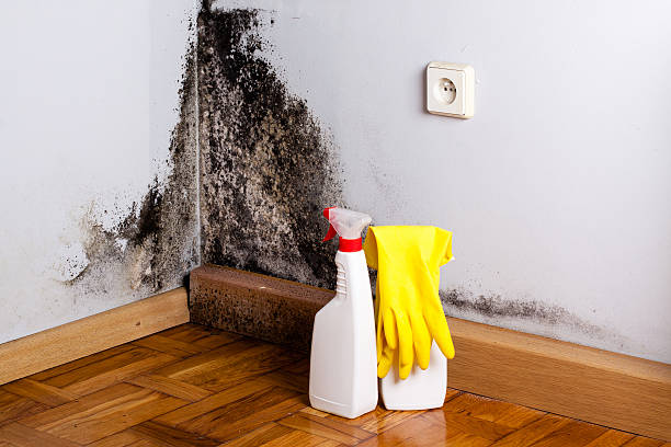 Best Residential Mold Removal  in Winchester, MO