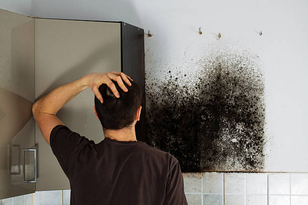 Best Home Mold Removal  in Winchester, MO